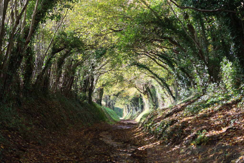 Halnaker Tunnel, Stane Street