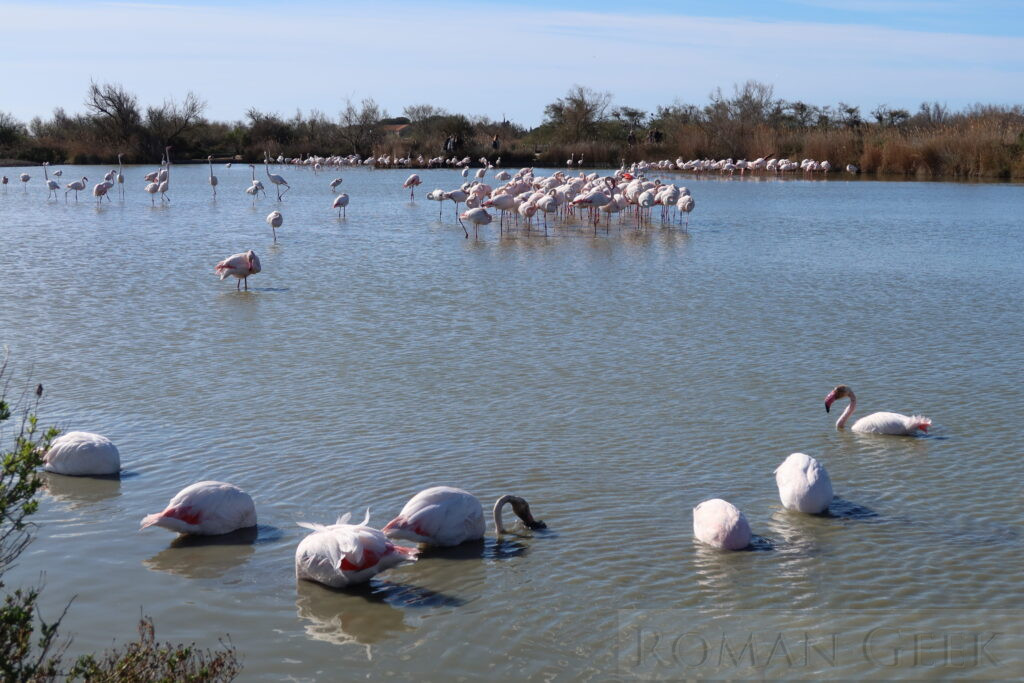 Parc Ornithologique du Pont de Gau, Camargue