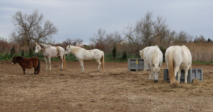 Camargue Horses