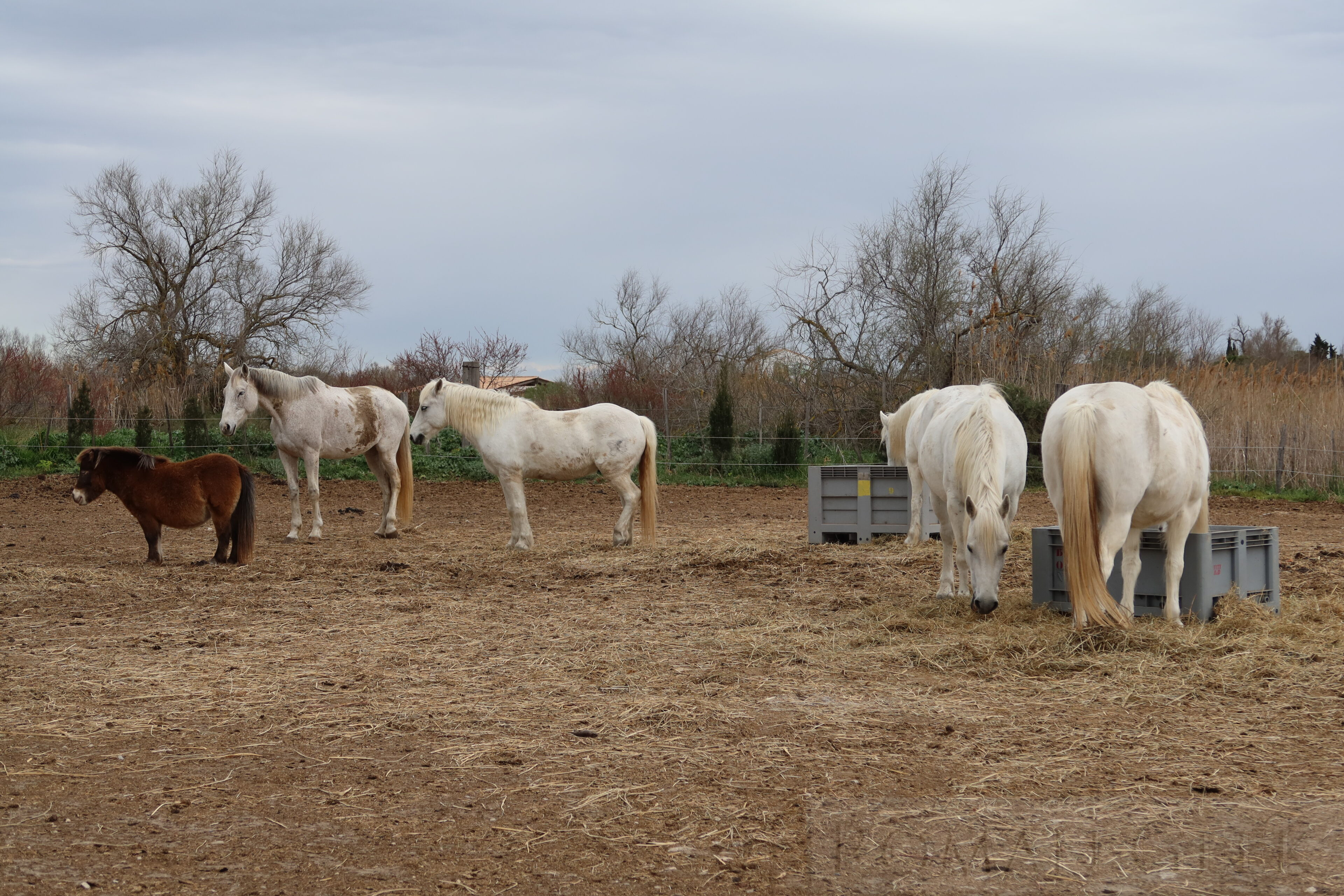Camargue Horses
