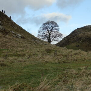 Sycamore Gap, Hadrian's Wall