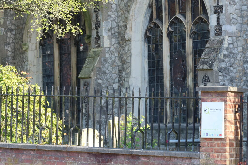 Natural History Museum, Colchester